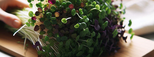 Microgreens and Wellness: The Science Behind the Health Benefits