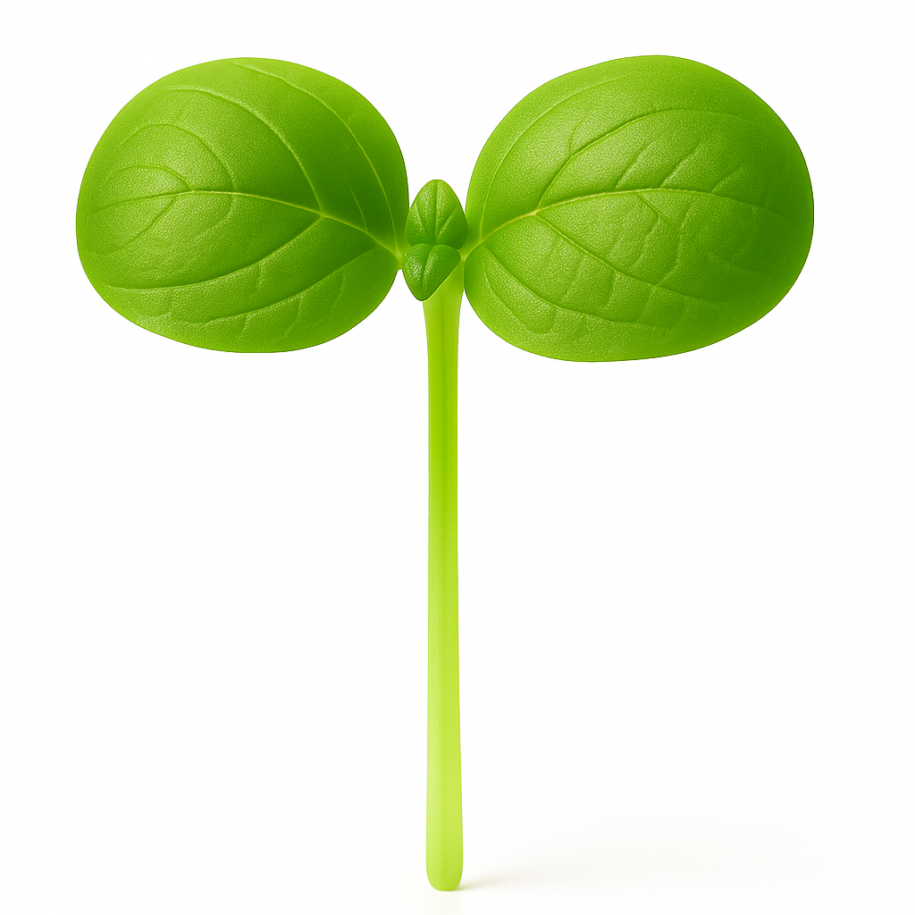 Microgreen Basil - 25g