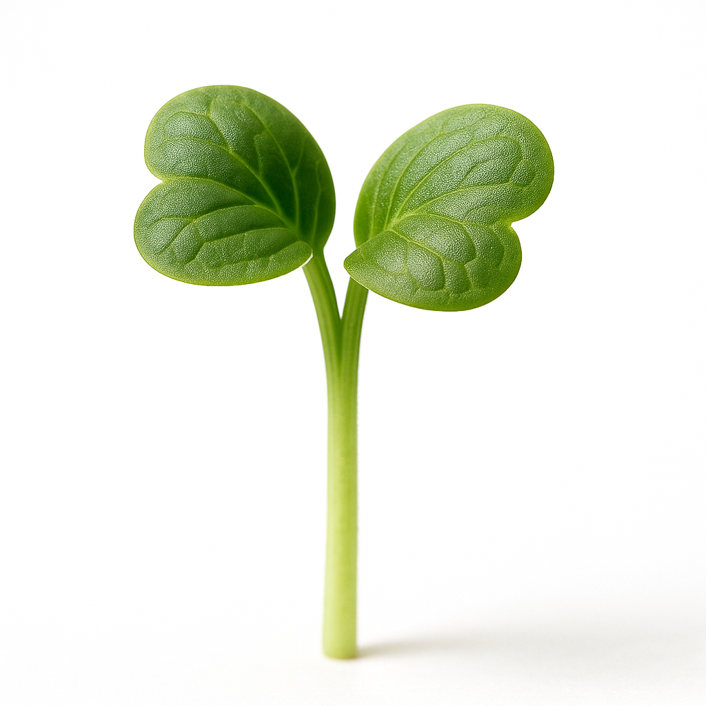 Microgreen Broccoli - 25g