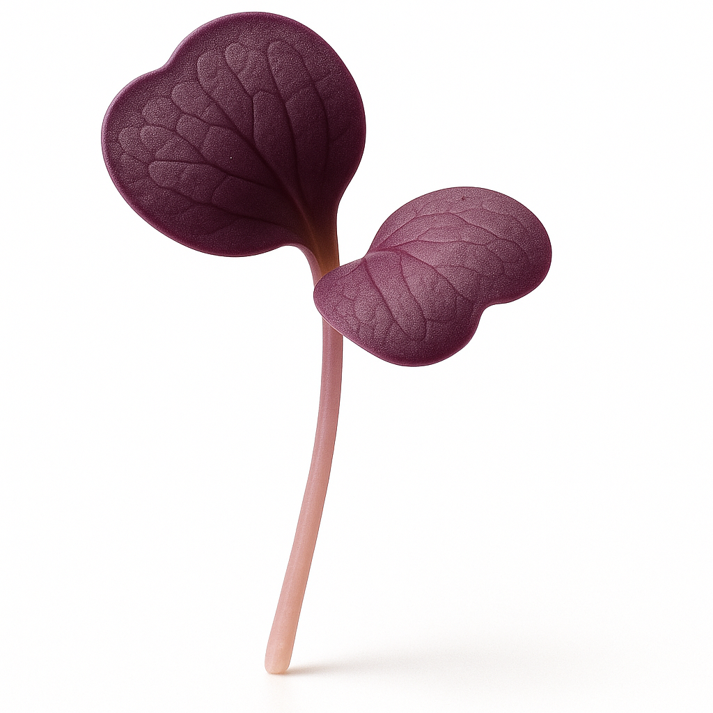 Microgreen Radish - 25g