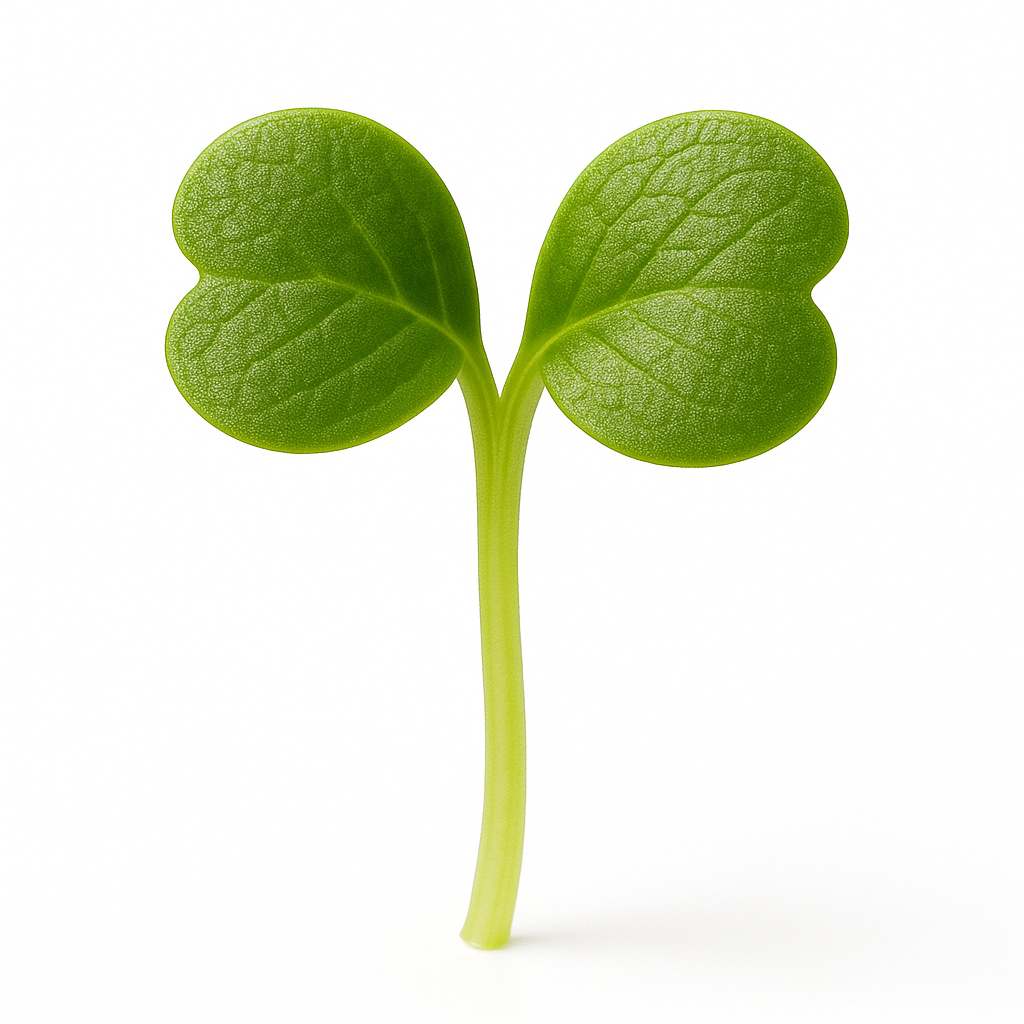 Microgreen Watercress - 25g