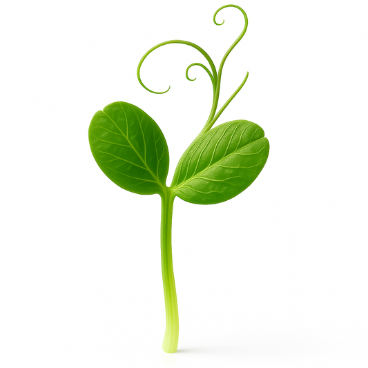 Microgreen Tendril Pea Shoots - 100g