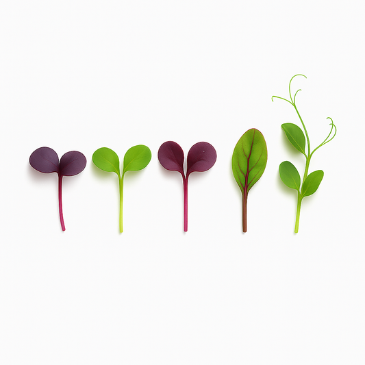 Standard Microgreen Subscription